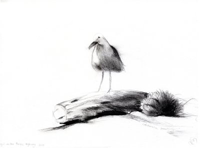 Kalifornische Möwe, 2012 (Kohle auf Papier) von Nancy Moniz Charalambous